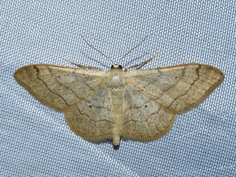 Idaea aversata fr. remutata